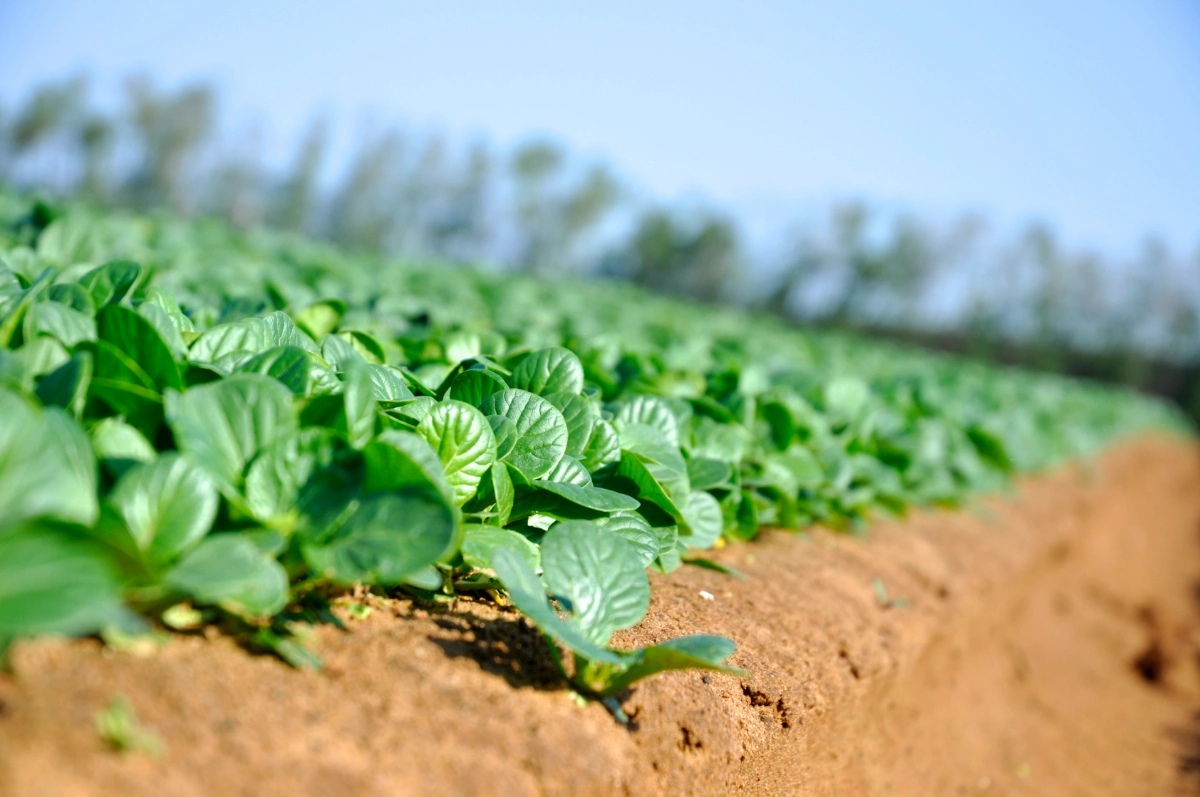 agricultura sustentável